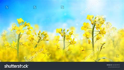 Agricultural Field Rapeseed Plants Oilseed Canola Stock Photo ...