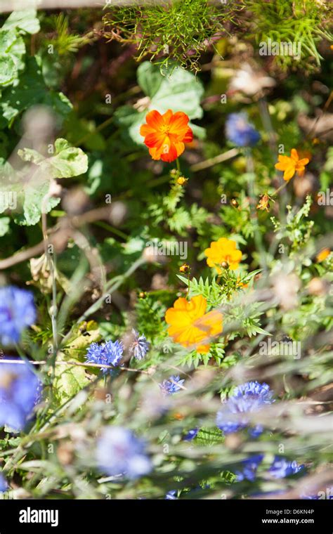 various wild flowers in the summer garden Stock Photo - Alamy