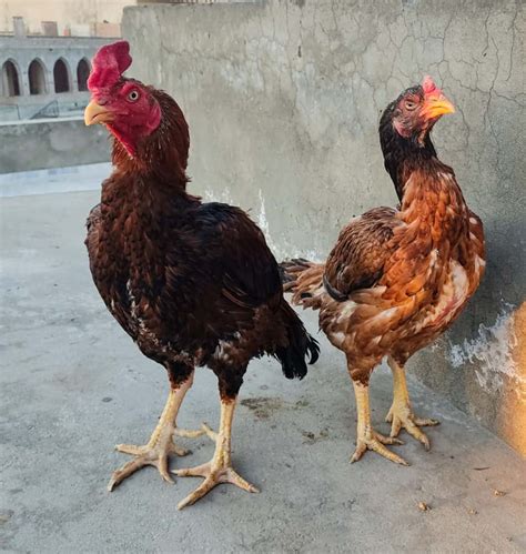 Aseel Chickens: Size, Eggs, Temperament and More