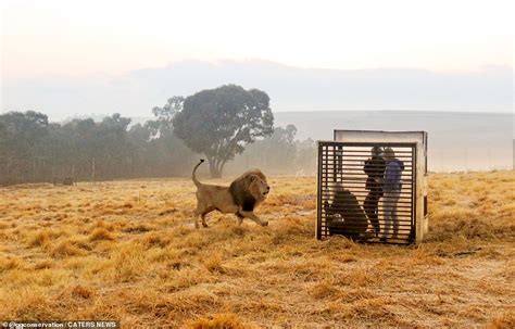 The zoo where they put YOU in a cage! Lion sanctuary gives visitors a ...