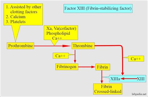 Factor XIII (fibrin stabilizing factor) - Labpedia.net