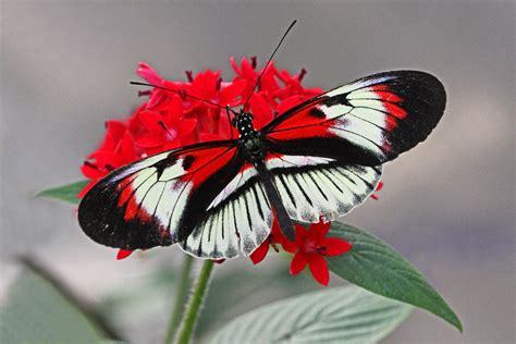 File:Piano Key - Heliconius melpomene, Butterfly World, Coconut Creek, Florida.jpg - Wikimedia ...