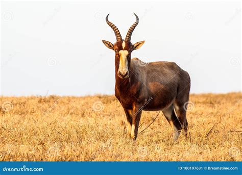 Buck stock image. Image of natural, antler, nature, young - 100197631