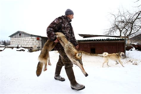 Hunting wolves in the Chernobyl nuclear exclusion zone [Graphic images ...