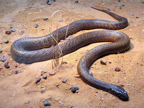 File:Fierce Snake-Oxyuranus microlepidotus.jpg - Wikipedia