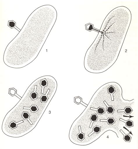 Lytic Cycle. | Life science classroom, Teaching biology, Biology classroom