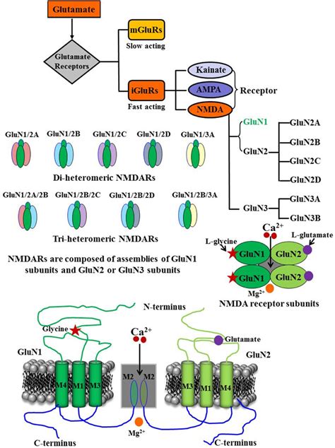 Frontiers | NMDA Receptor Function During Senescence: Implication on Cognitive Performance