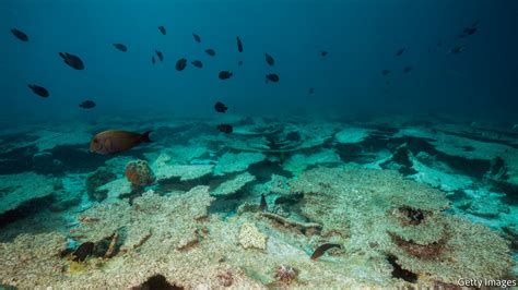 The Economist explains - Why is so much of the world's coral dying? | The Economist explains ...