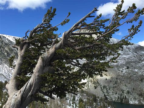 National Whitebark Pine Restoration Plan – Whitebark Pine Ecosystem Foundation