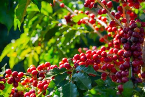 What makes the Kona Coffee Beans matchless and Expensive | by Paul | Medium