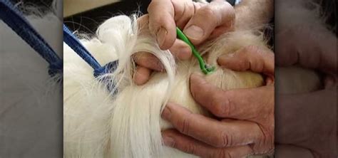 How to Remove a tick from a dog « Dogs :: WonderHowTo