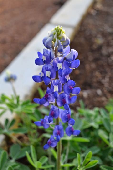 Rebecca's Texas Garden: Texas State Flower