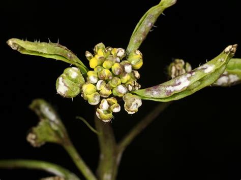 Albugo candida - White Rust (Oomycota Images)