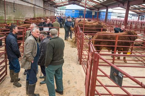 Longtown Mart Store Cattle Sale Report