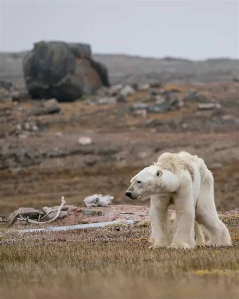 Picture Of Polar Bear Starving | PeepsBurgh.Com