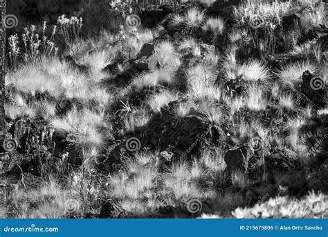 Black and White Grass Texture Stock Photo - Image of texture, place ...