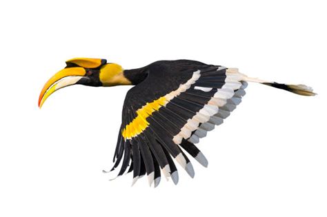 Hornbill Flying Stock Photos, Pictures & Royalty-Free Images - iStock