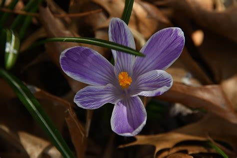 Crocus Flower Purple - Free photo on Pixabay