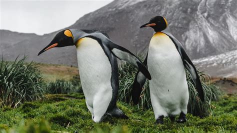 Wallpaper penguins, birds, grass, mountain, wildlife hd, picture, image