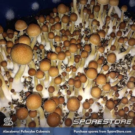 Buy Psilocybin Spores - SporeBank.com