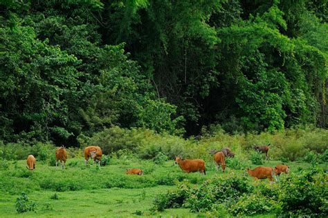 Santuarios de fauna de Thung Yai-Huai Kha Khaeng - Viaje al Patrimonio