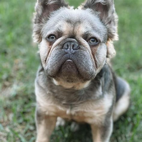 A Fluffy Frenchie? Yes, They’re Real: Meet 5 of Them - Rocky Kanaka