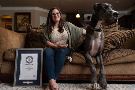 Watch: Texas dog dubbed world's tallest at 3 feet, 5.18 inches - UPI.com