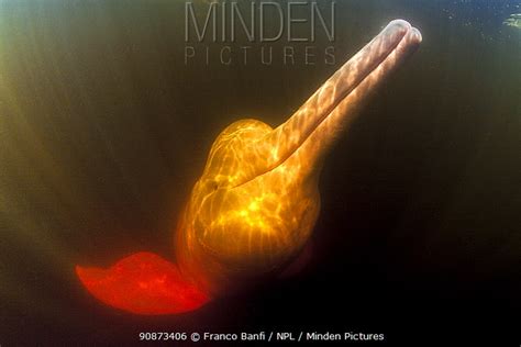 - stock photo - Minden Pictures