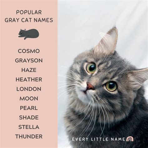 320+ Gray Cat Names (Funny and Purr-fectly Adorable) - Every Little Name