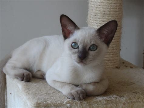 Emmel Tonkinese and Mandalay - Tonkinese and Mandalay Cat Breeder, QLD