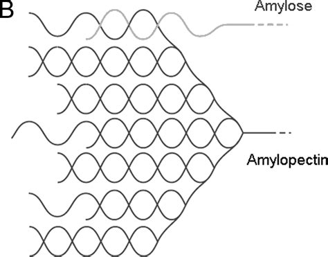 2. (A) Structures of single helix amylose. (B) Schematical cluster... | Download Scientific Diagram