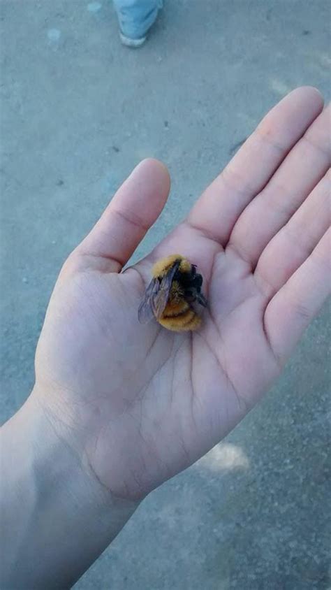 The Patagonian bumble bee or “flying mouse” (Bombus dahlbomii) is the largest bumble bee species ...