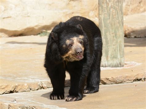 The Online Zoo - Spectacled Bear