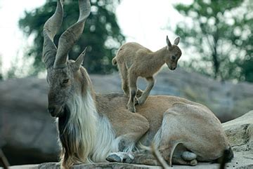 Conservation success: markhor population climbing