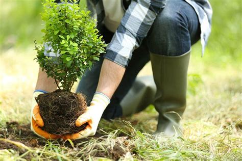 9 Easy Steps for Proper Tree Planting