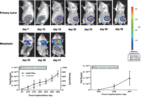 Orthotopic Injection of Breast Cancer Cells into the Mice Mammary Fat Pad (article) | JoVE