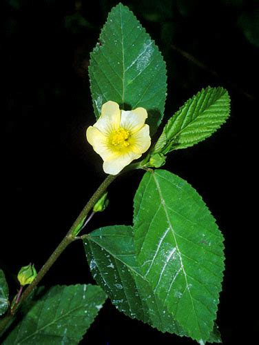 Sida acuta | Live Plant Photos | The Field Museum