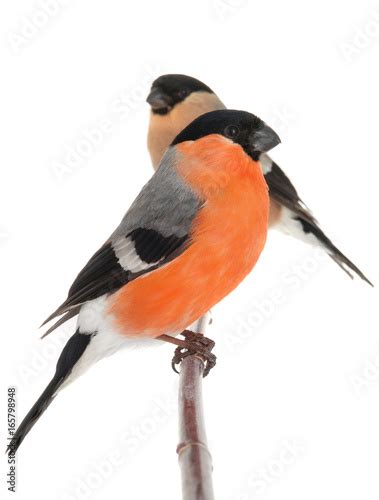 male and female bullfinch Stock Photo | Adobe Stock