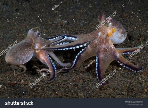 480 Octopus Fight Images, Stock Photos, 3D objects, & Vectors ...