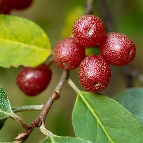 Silver Berry - Elaeagnus umbellata | Mayernik Kitchen