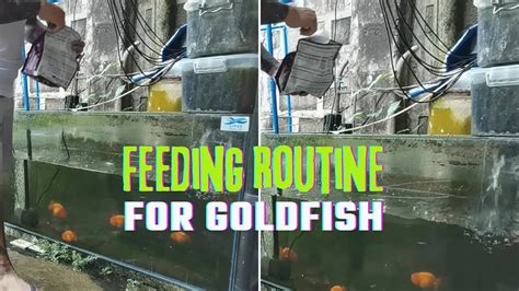 Feeding Routine for Goldfish - YouTube