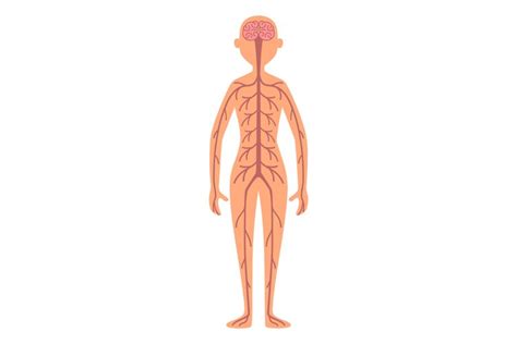 Human Body Clip Art by Phillip Martin, Nervous System - Clip Art Library