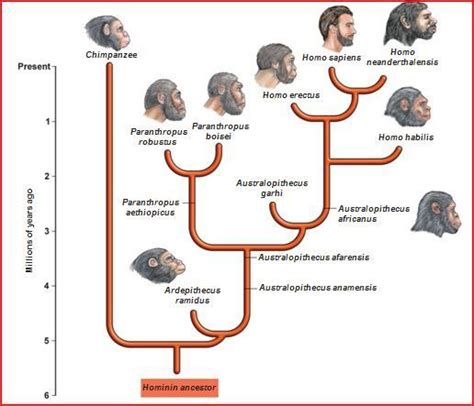 Théorie de l'évolution, Évolution humaine, Arbre phylogénétique