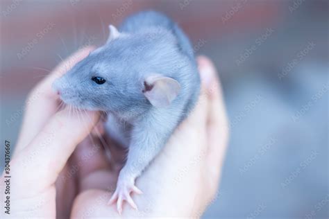 beautiful mink blue rat sits on her arms. Decorative rat or mouse. Care and protection of mice ...