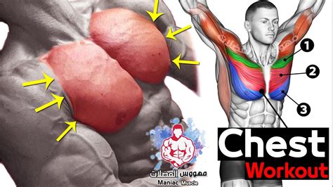 Best 6 Chest Workout - Full Exercises | Maniac Muscle | Barbell,Dumbbell,Bodyweight | Pec ...