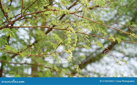 The Fruits of Vachellia Nilotica Commonly Known As Gum Arabic Tree, Babul, Thorn Mimosa Kikar ...