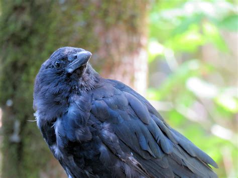 Crow 2 Free Stock Photo - Public Domain Pictures