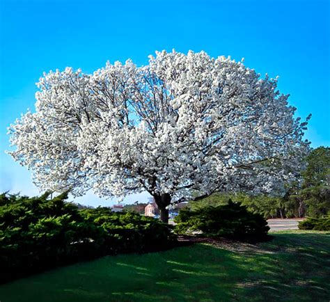 White Dogwood For Sale Online | The Tree Center™