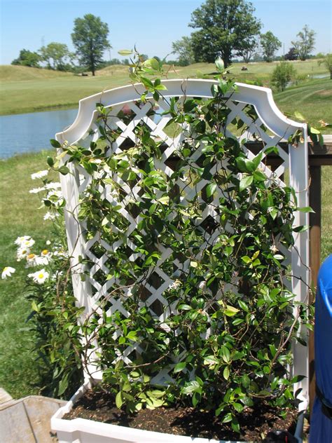 Jasmine trellis on the Dodds deck | Trellis plants, Jasmine plant ...