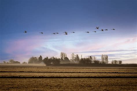 4 Bird Migration Hub Royalty-Free Images, Stock Photos & Pictures ...